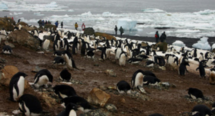 Пингвины-некрофилы шокировали британцев