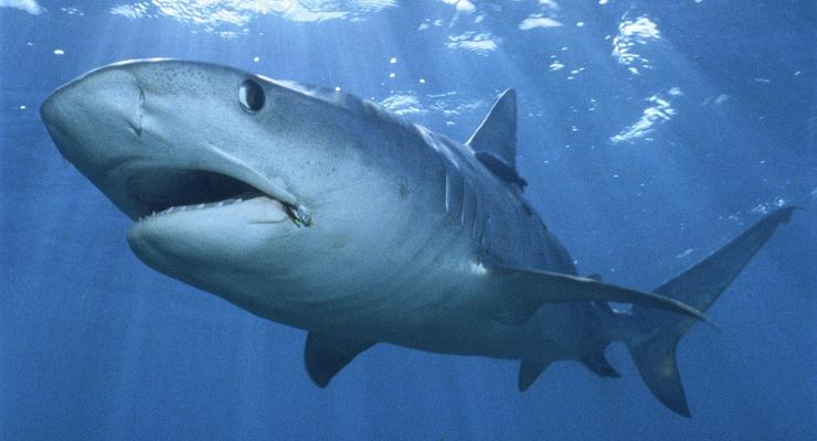 Интересный факт дня: люди — потомки акул