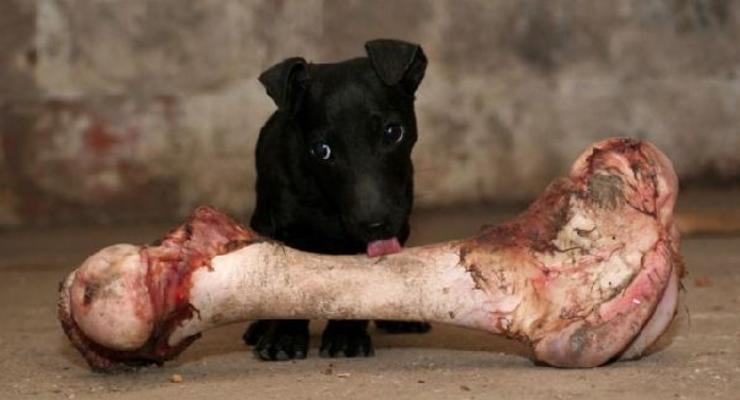 Почему собаки обожают грызть кости?