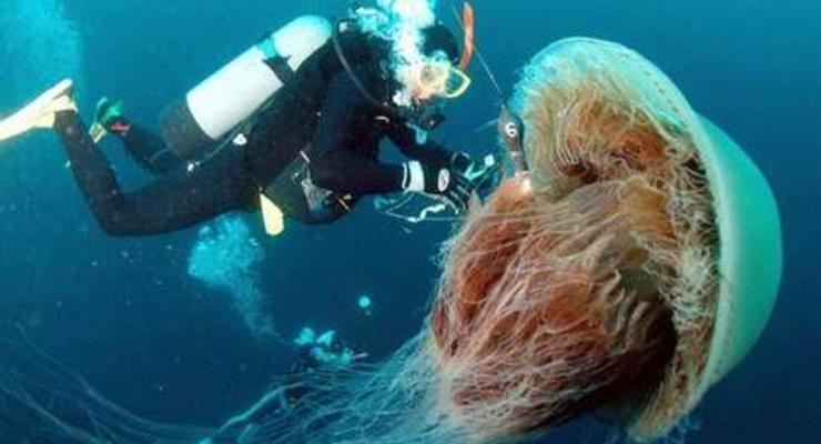 Ученые: медузы накачали мышцы раньше всех