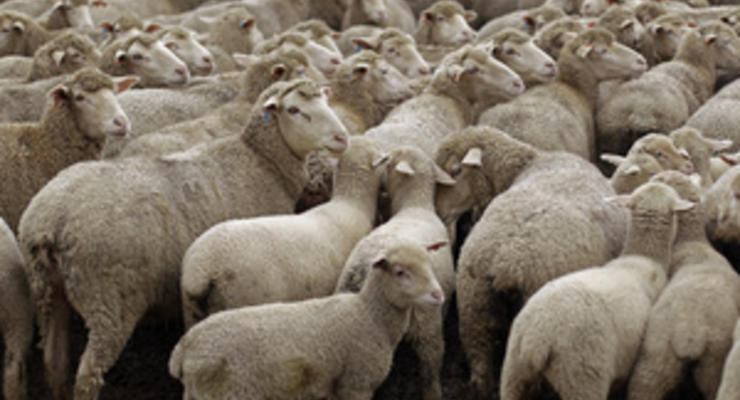 Стадный инстинкт: овцы сбиваются в кучу из-за эгоизма