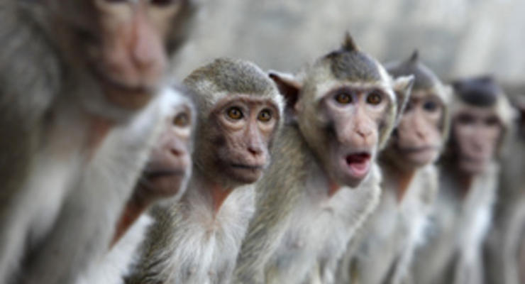 Исследование: вирус светочувствительности улучшил мышление обезьян
