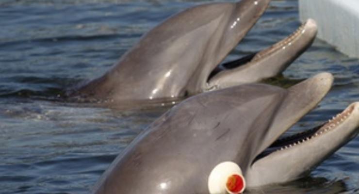 Ученые: Дельфины-"трудоголики" предпочитают общаться с себе подобными