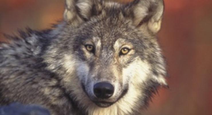 В Германии впервые за 200 лет появился дикий волк