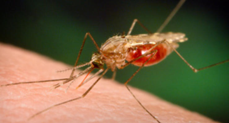За комарами проследят через интернет