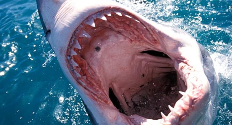 Челюсти онлайн: Самые страшные акулы интернета (ВИДЕО)