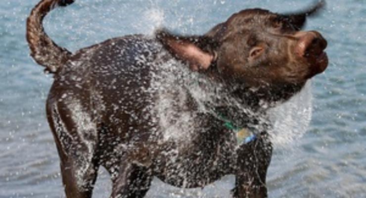 Американские ученые выяснили, как собаки стряхивают воду