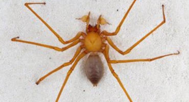 Американские ученые открыли новое семейство пауков