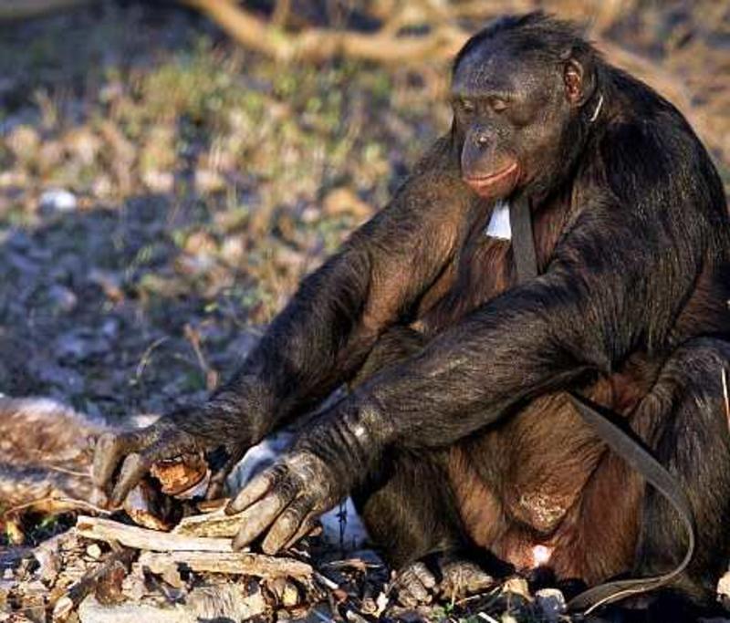 Планета обезьян. Шимпанзе стали умнее некоторых людей (ФОТО, ВИДЕО) / Barcroft