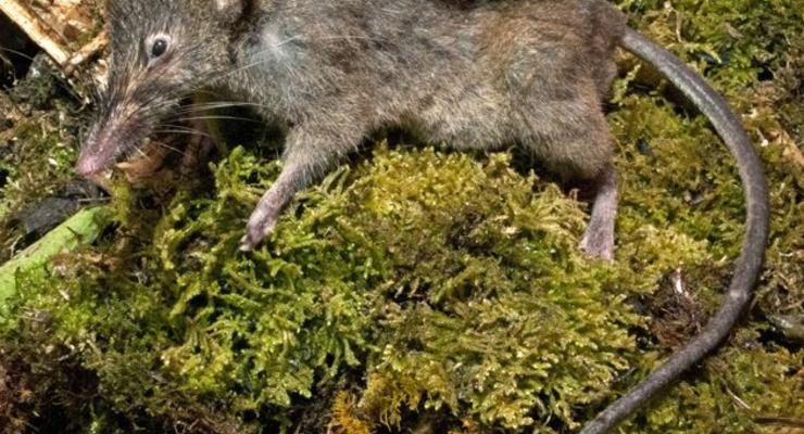 Беззубая крыса стала шоком для науки