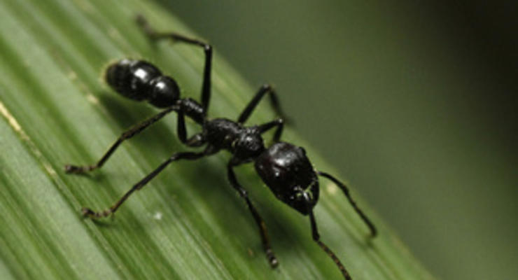Британские ученые подсчитают муравьев