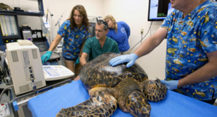 В США ветеринары пытаются спасти редкую морскую черепаху