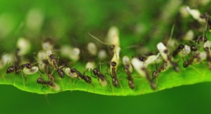Новый вид муравьев обнаружили прямо на Бродвее