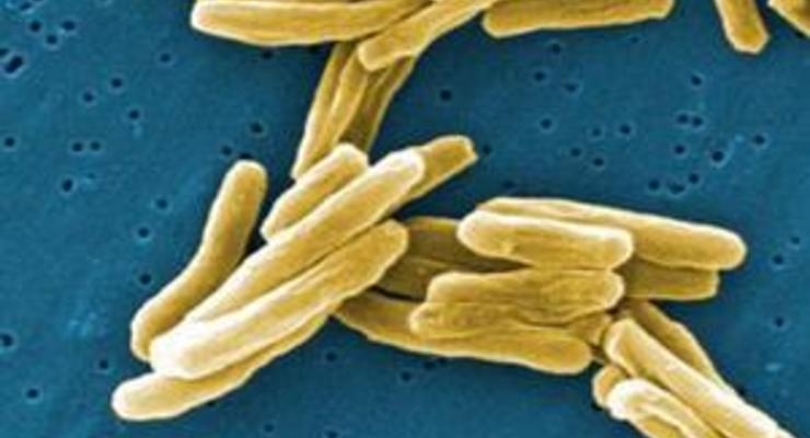 Ученые: Бактерии объединяются для борьбы с другими микробами