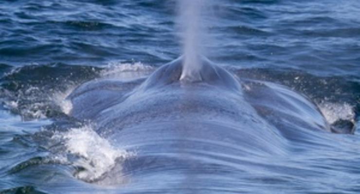 У берегов Австралии появился гигантский кит