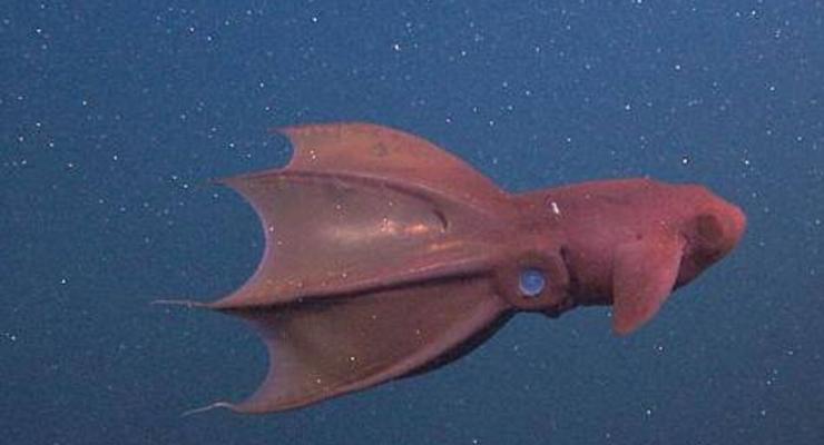 Подводный вампир: исследователи выяснили, чем питаются адские кальмары