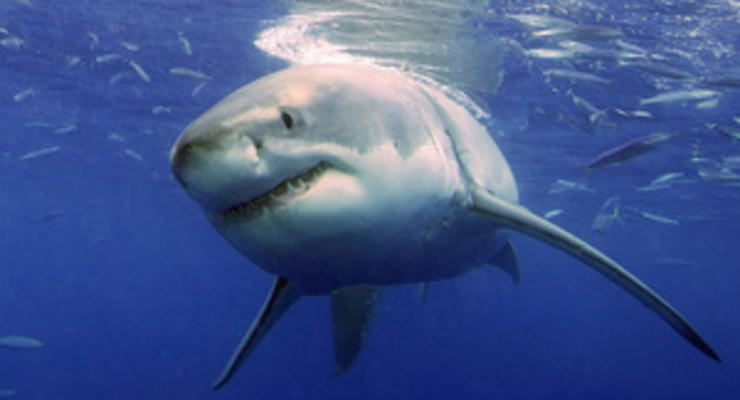 Интересный факт дня: что на самом деле едят белые акулы