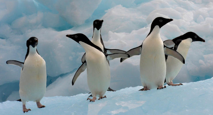 Глобальное потепление заставило Антарктиду покрыться льдом