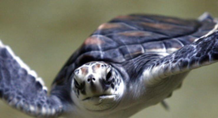 Интересный факт дня: дальневосточные черепахи испражняются через рот