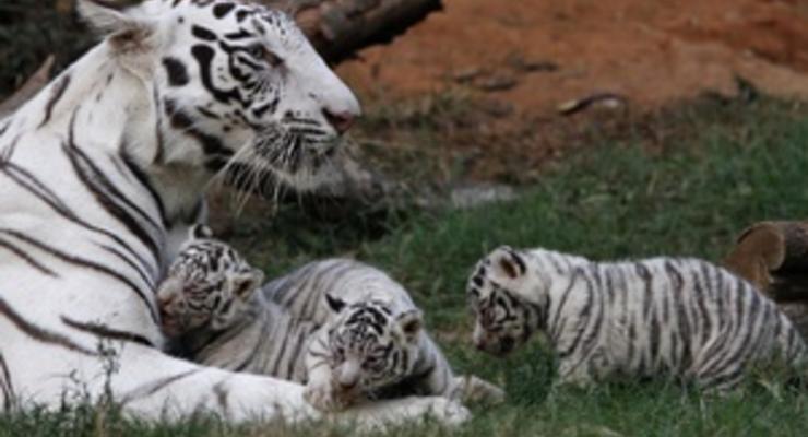 В Индии туристам разрешили посещать тигровые заповедники