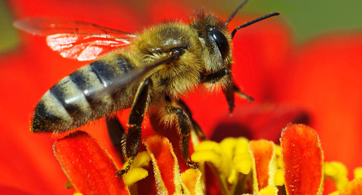 Интересный факт дня: пчелы могут быть умнее людей