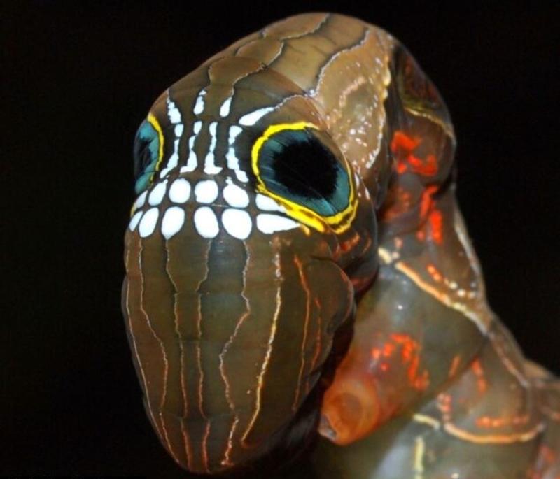 Хэллоуин в мире животных: пугающая гусеница на грани исчезновения (ФОТО) / Lui Weber