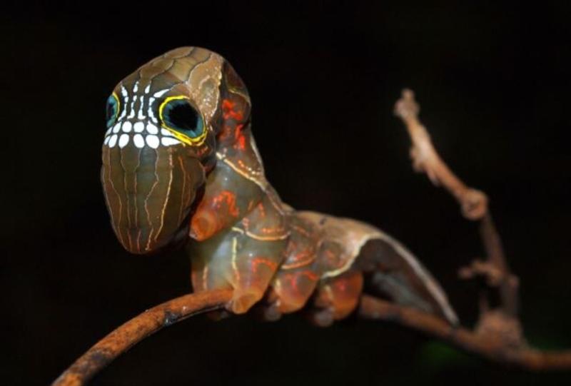 Хэллоуин в мире животных: пугающая гусеница на грани исчезновения (ФОТО) / Lui Weber