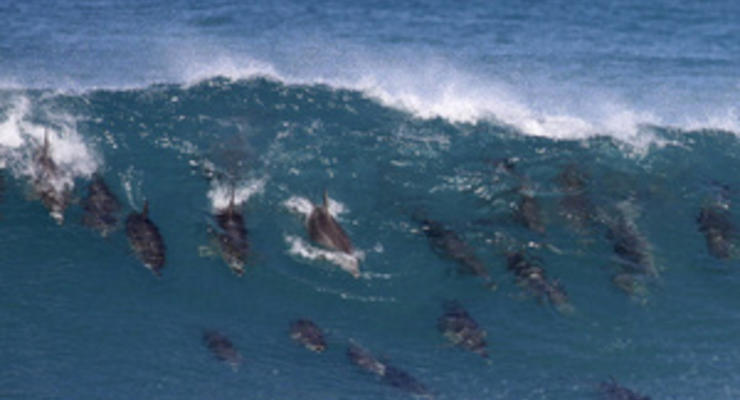 В Австралии на побережье выбросились почти сотня дельфинов