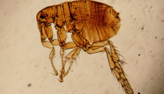 Блоха для Левши: В Корее создали механического паразита (ВИДЕО)