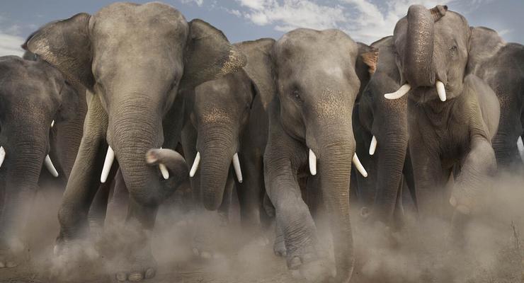 Пьяные слоны затоптали деревню, распив 500 литров алкоголя