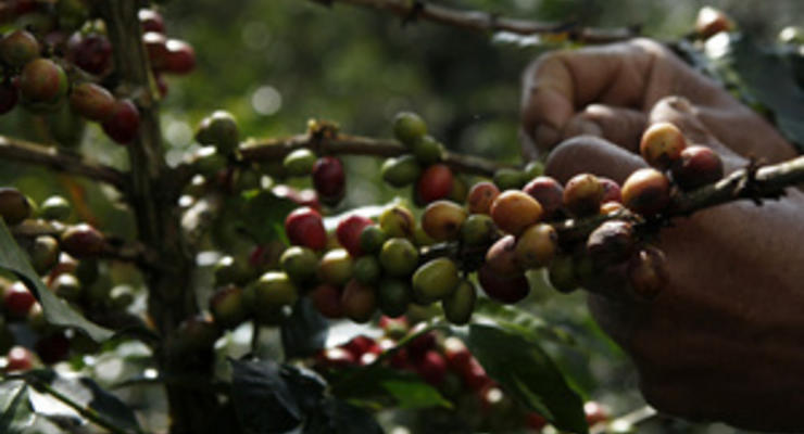 Кофейные деревья могут исчезнуть в ближайшие 70 лет