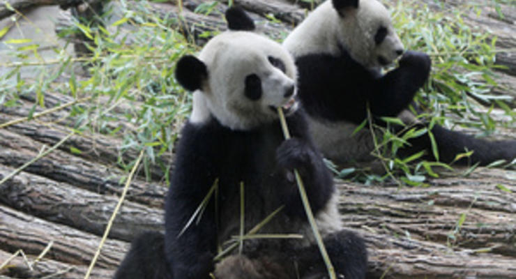 Ешь мясо: панды могут стать хищниками из-за глобального потепления