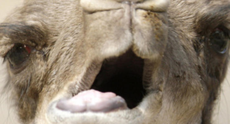 Биологи прочитали ДНК двугорбого верблюда