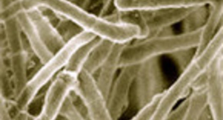 Ученые: Грибы производят биотопливо быстрее и эффективнее, чем бактерии