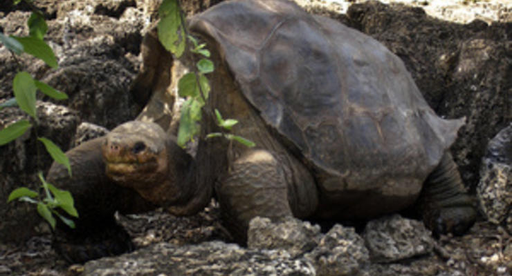 Ученые собираются "воскресить" галапагосских черепах