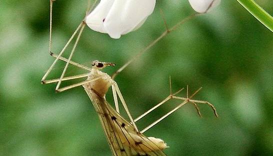 Замаскировался: Древнее насекомое перепутали с растением