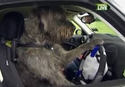 Собак научили управлять автомобилем (ВИДЕО)