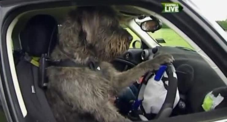Собак научили управлять автомобилем (ВИДЕО)