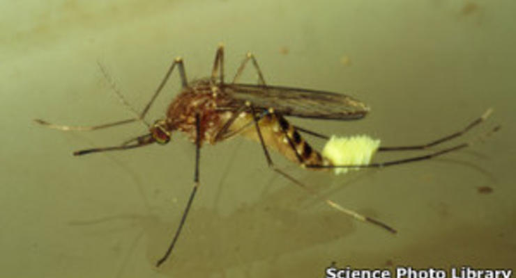 Опровержение мифа: комаров нельзя победить ультразвуком