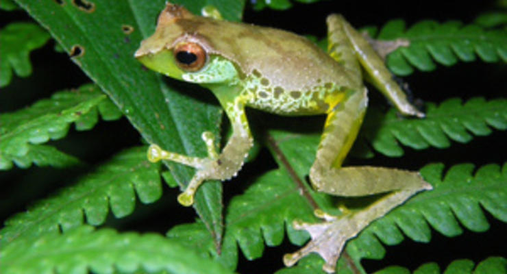 Шагающий сом и сладкоголосая лягушка: открыты новые виды животных