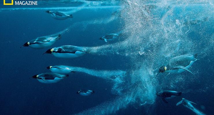 Самые феноменальные фотографии 2012 года от National Geographic (ФОТО)