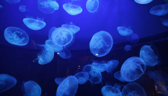 У побережья Австралии появились смертельно ядовитые медузы