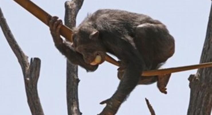 Ученые обнаружили у шимпанзе чувство справедливости