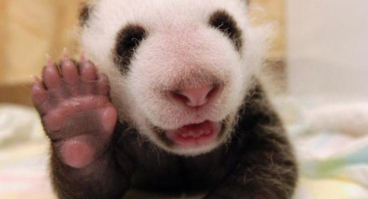 Черно-белое очарование: Инкубатор для панд (ФОТО)