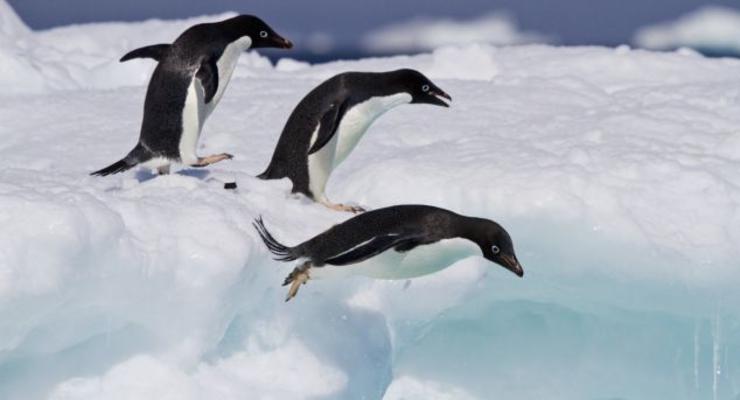 Безжалостные птицы: Как на самом деле охотятся пингвины