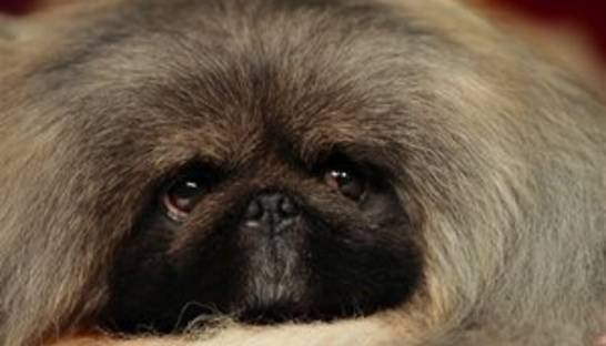 Вернули к жизни: Вмерзшего в лед пекинеса отогрели в бане