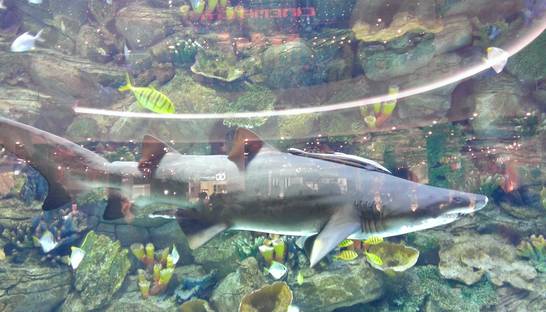 Как я ходил в Океан Плаза - фотоистория с HTC 8X