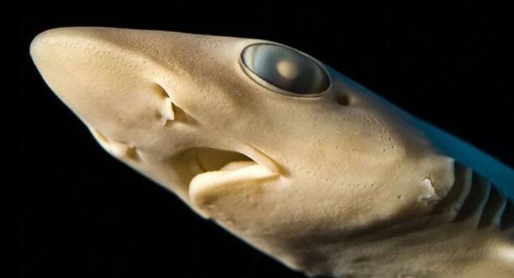 Подводные монстры: удивительные фотографии существ, живущих в океане