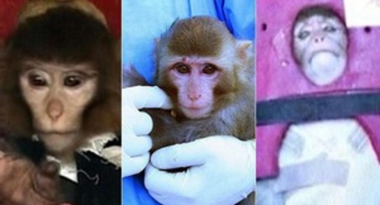 У вернувшейся с орбиты обезьяны исчезла родинка. Мировые СМИ подвергли сомнению запуск Ираном капсулы жизни
