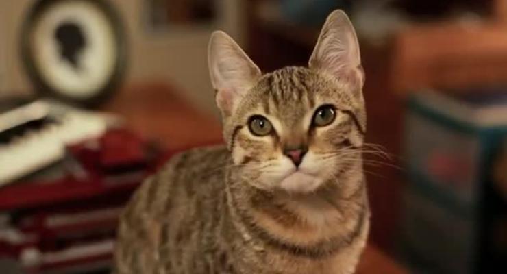 Видео дня: котенок-джедай стал хитом на YouTube